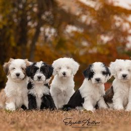 Papillon and Tibetan Terrier Puppies from Corsair Tibetan Terriers & Papillons