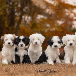 Papillon and Tibetan Terrier Puppies from Corsair Tibetan Terriers & Papillons