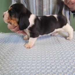 Banjo - Black white and brown male Basset Hound puppy in Francesville, Indiana from Sandyhill Basset Hounds