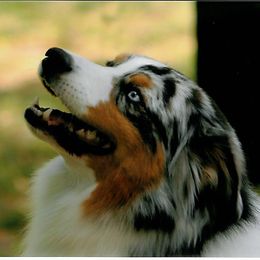 Australian Shepherds from Tye-Dyed Aussies