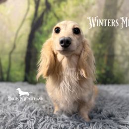 Misty - Dachshund