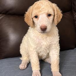 AKC Navy Boy - Parti male Poodle puppy in Surprise, Arizona from Gentle Paw Goldendoodles