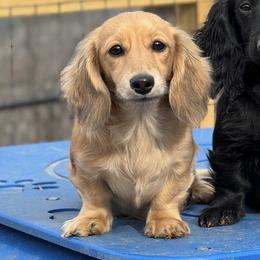 Twinkle 3400 - Cream female Dachshund puppy in Steele, Alabama from Taylored Dachshunds
