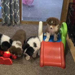 Australian Shepherd Puppies from BlueRain Aussies