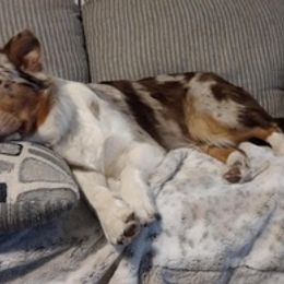 Aussiedoodles and Australian Shepherds from Royal Redwood Aussies