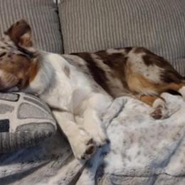 Aussiedoodles and Australian Shepherds from Royal Redwood Aussies