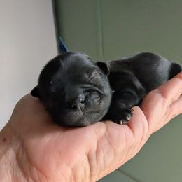 Kodi - Black male Shih Tzu puppy in Claxton, Georgia from Small Pawz Kennel