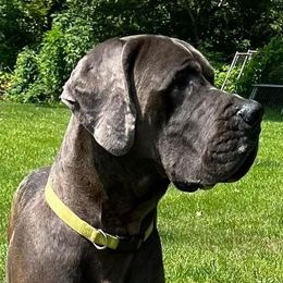Baer - Great Dane