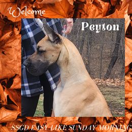 Great Dane All Grown Up from Simply Sublyme Great Danes