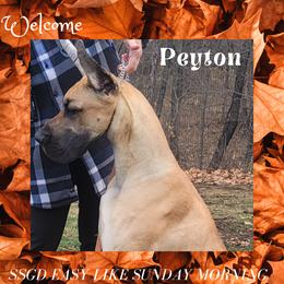 Great Dane All Grown Up from Simply Sublyme Great Danes