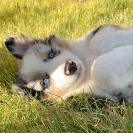 Australian Shepherds, Miniature Australian Shepherds, and Toy Australian Shepherds from KNJ Aussies