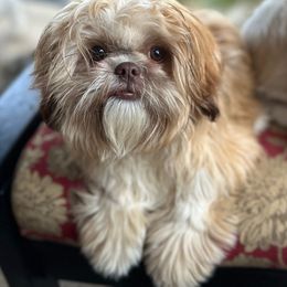 Spirit - Shih Tzu puppy from Taos Ewok Tribe