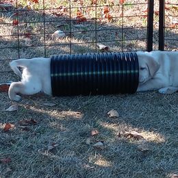 Labrador Retriever Puppies from Taylor Maid Labradors