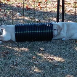 Labrador Retriever Puppies from Taylor Maid Labradors
