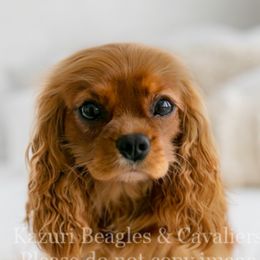 Phoenix - Cavalier King Charles Spaniel
