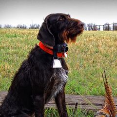 Bracco Italianos and German Wirehaired Pointers from Claddagh Kennel