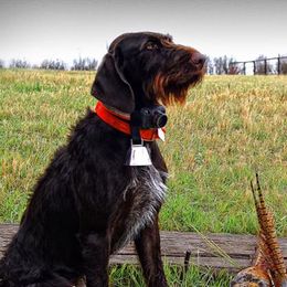Bracco Italianos and German Wirehaired Pointers from Claddagh Kennel