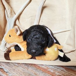 Poodle Puppies from Spangled Standard Poodles