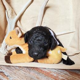 Poodle Puppies from Spangled Standard Poodles