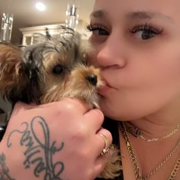 Yorkshire Terrier Puppies from Rosey’s Yorkies