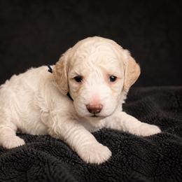 AKC Remy (navy boy) - Parti male Poodle puppy in Surprise, Arizona from Gentle Paw Goldendoodles