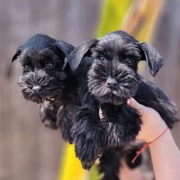Miniature Schnauzer Puppies from Kings Miniature Schanuzers