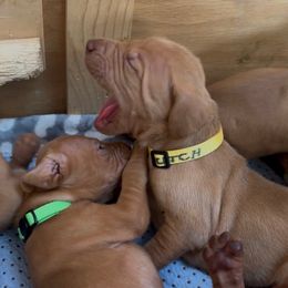 Dutch - Golden rust male Vizsla puppy in Plymouth, Minnesota from Carlson Vizslas