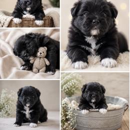 Pomeranian Puppies from Sierra Marcial