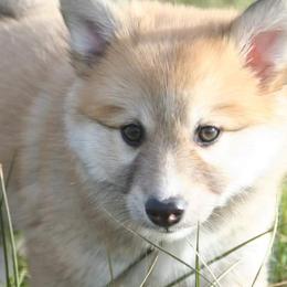 Icelandic Sheepdog Puppies from Valhalla Icelandic Sheepdogs