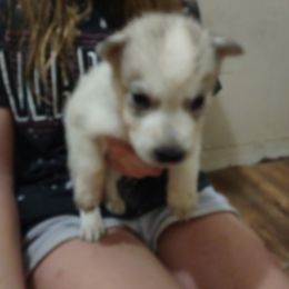Siberian Husky Puppies from Millington Breeders