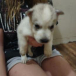 Siberian Husky Puppies from Millington Breeders