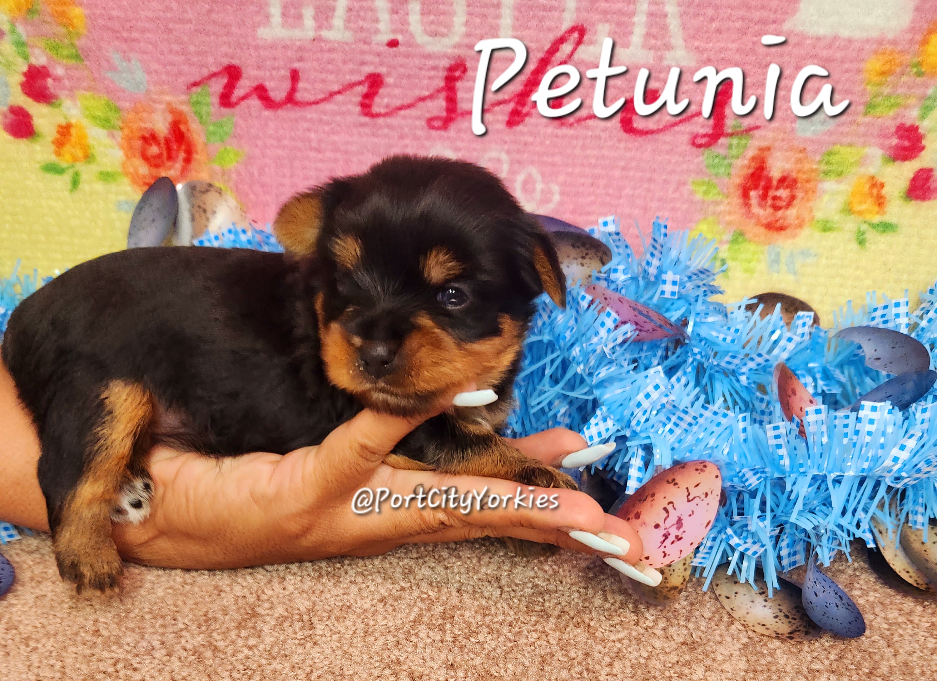 Yorkshire Terrier Puppies from Port City Yorkies LLC