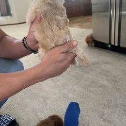 Poodle Puppies from ItalianToyPoodles