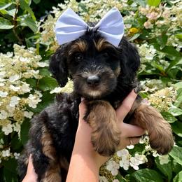 Girl 4 - Phantom female Bernedoodle puppy in Altura, Minnesota from Whitewater Bernedoodles & Bluffside Berners