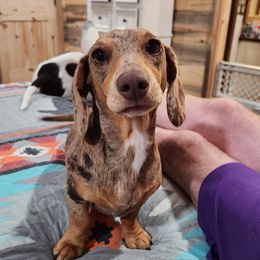 Izzy - Dachshund