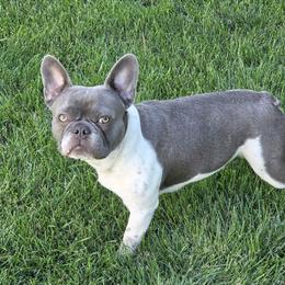Mo/Morgana - French Bulldog