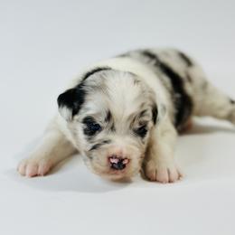 Cody - Blue merle male Miniature Australian Shepherd puppy in Luling, Texas from Little Wood Toy and Mini Aussies