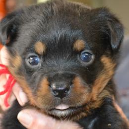 Girl 2 - female Rottweiler puppy in Dawson Springs, Kentucky from Lakeview Rottweilers