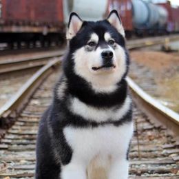 Alaskan Malamutes from Pawsitive Futures