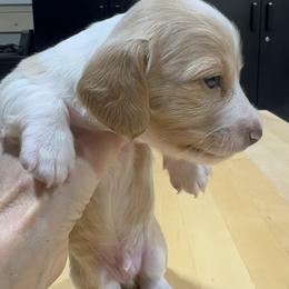 Oskar - Piebald male Dachshund puppy in Jordan, Arkansas from Lakeshore Dachshunds