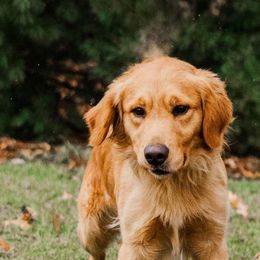 Golden Retriever puppies from Spraggins Sweet Acres