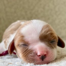 Honey - Blenheim female Cavalier King Charles Spaniel puppy in Katy, Texas from True Heart Cavaliers LLC