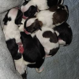 Boy 1 - Black and white male Japanese Chin puppy in Vernon, Connecticut from Chin Babies