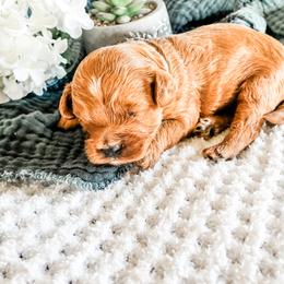 2nd Pick (Mossy) - Red male Cavapoo puppy in Marquand, Missouri from Perfectly Playful Doodles