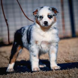 Eustace - Blue merle female Australian Shepherd puppy in Pima, Arizona from Lazy D Ranch Australian Shepherds