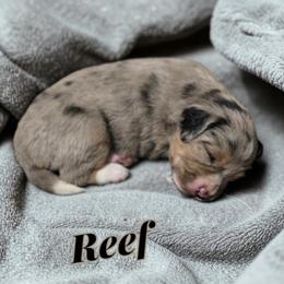 Reef - Blue merle male Aussiedoodle puppy in Lebanon, Oregon from Abbott Family Farm