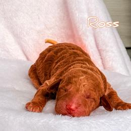 Ross - Red  male Goldendoodle puppy in Urbana, Illinois from ZaraDoodles