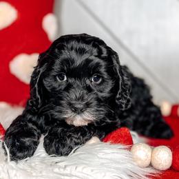 Whisper - Black and chalk male Australian Labradoodle puppy in Decatur, Alabama from Southern Meadows Doodles