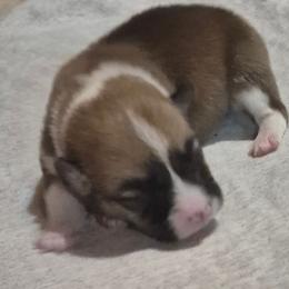 Sophie - Sable female Pembroke Welsh Corgi puppy in Checotah, Oklahoma from Skoal Creek Corgi's