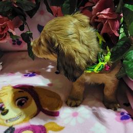 Dachshund Puppies from CLARK'S BREEDING PROGRAM